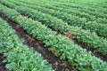 Soybean field