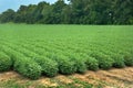 Soybean Field