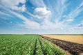 Soybean field