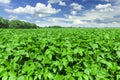 Soybean field