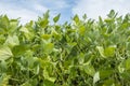 Soybean Field Against the Sky