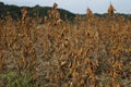 Soybean field autumn Royalty Free Stock Photo