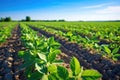 soybean field at beginning of planting season