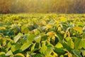 Soybean field Royalty Free Stock Photo