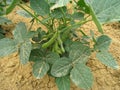 Soybean field