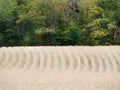 Soybean field in a golden white color is ready for autumn harvest Royalty Free Stock Photo
