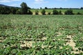 Soybean field Royalty Free Stock Photo