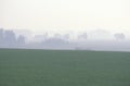 Soybean Field and Morning Fog, IN Royalty Free Stock Photo