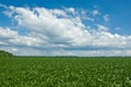 Soybean Field with Rain Cloud Royalty Free Stock Photo