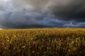 Soybean field ready to be harvested and a bad storm coming. Royalty Free Stock Photo