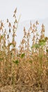 Soybean field ripe just before harvest, agricultural landscape Royalty Free Stock Photo