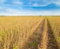 Soybean field ripe just before harvest, agricultural landscape Royalty Free Stock Photo