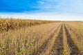 Soybean field ripe just before harvest, agricultural landscape