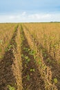 Soybean field ripe just before harvest, agricultural landscape Royalty Free Stock Photo