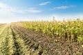 Soybean field ripe just before harvest, agricultural landscape Royalty Free Stock Photo