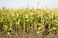 Soybean field ripe just before harvest, agricultural landscape Royalty Free Stock Photo