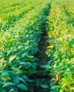 Soybean field ripe just before harvest, agricultural landscape. Royalty Free Stock Photo