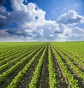 Soybean field ripening at spring