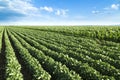 Soybean field ripening at spring season, agricultural landscape.