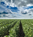 Soybean field ripening at spring season, agricultural landscape.