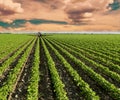 Soybean field ripening at spring season, agricultural landscape. Red tractor spraying field.