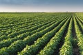 Soybean Field Rows Royalty Free Stock Photo