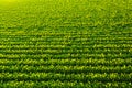 Soybean field with rows of soya bean plants. Aerial view Royalty Free Stock Photo