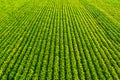 Soybean field with rows of soya bean plants. Aerial view Royalty Free Stock Photo