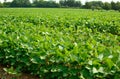 Soybean field with rows of soya bean plants Royalty Free Stock Photo