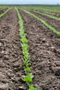 Soybean Field Rows Royalty Free Stock Photo