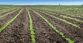 Soybean Field Rows Royalty Free Stock Photo