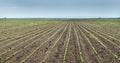 Soybean Field Rows