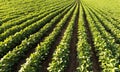 Soybean Field Rows