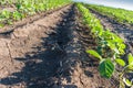 Soybean field rows