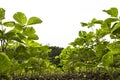 Soybean Field Rows in sunset Royalty Free Stock Photo