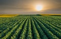 Soybean Field Royalty Free Stock Photo