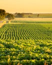 Soybean Field In South Dakota