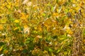 Soybean field on a sunny day as harvest time approaches Royalty Free Stock Photo