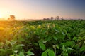 Soybean field at sunrise Royalty Free Stock Photo