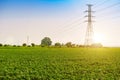 Soybean fields with fresh green leaves in the spring with a blue background in Thailand. Pole high-voltage power lines that cross Royalty Free Stock Photo