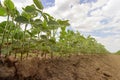 Soybean fields rows in summer season. Rows of young soybean Royalty Free Stock Photo