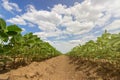 Soybean fields rows in summer season. Rows of young soybean Royalty Free Stock Photo