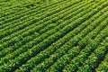 Soybean (Glycine max) crop field in sunset, high angle view