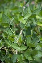 Soybean (Glycine max)