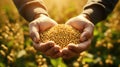 Soybean Grains Held In Hands With Soy Field In Background Serene Countryside Path Royalty Free Stock Photo