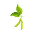 Soybean in Green Pod as Edible Seed of Legume Plant Vector Illustration Royalty Free Stock Photo