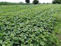 Soybean the green on the field Royalty Free Stock Photo