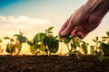 Soybean growth control, male hand touching soy plant Royalty Free Stock Photo