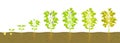 Soybean growth cycle with in soil. Vector illustration of sprouting legumes.