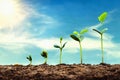 soybean growth in farm with blue sky background. agriculture plant seeding growing step concept